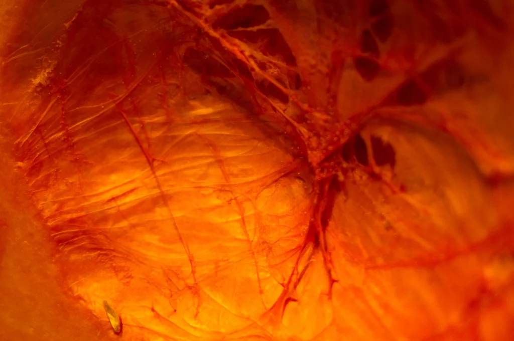 Vista macro de fibras orgánicas que recuerdan la fragilidad ocular y si es peligroso el desprendimiento de retina grave.